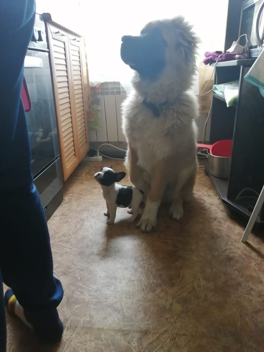 Ася была очень маленькой, мы её взяли весом 800 гр. 