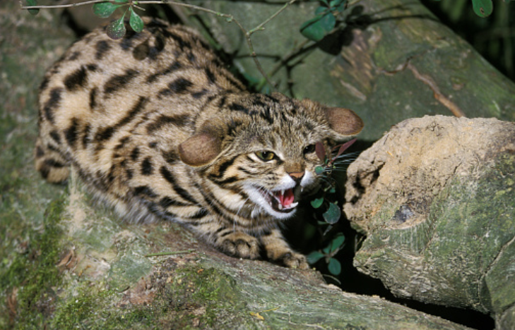 Черноногая кошка