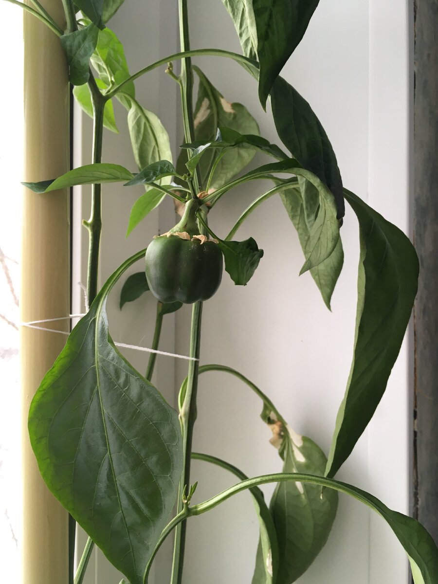 Хурме месяц!