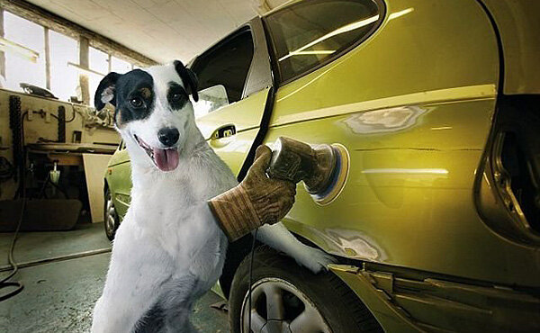 Кадр с lapyhvost.umoritelno