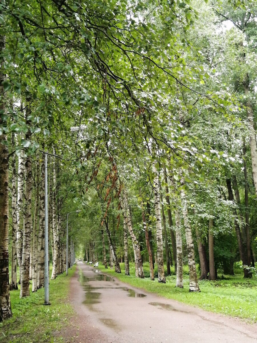 Парк "Дубки" в городе Сестрорецке. Фото автора