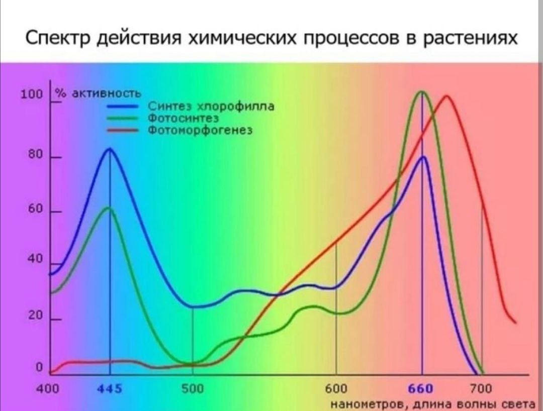 Максимум для растений. Спектр солнечного излучения фотосинтез. Спектр свечения светодиодных ламп для растений. Спектр люминесцентных ламп Osram. Osram Fluora спектр.