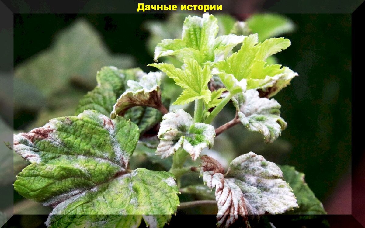 https://vk.com/photo-159774511_457247764