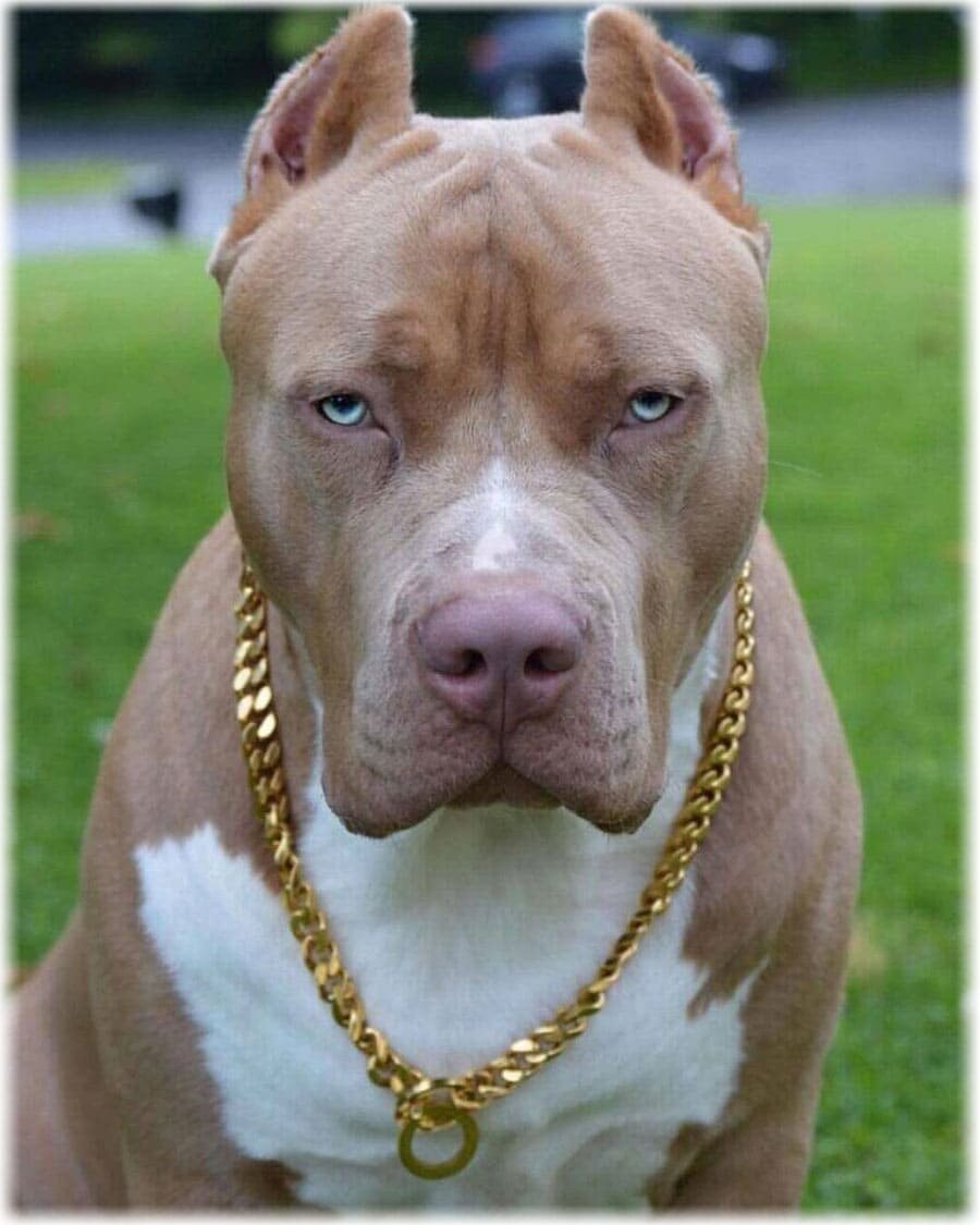 Amerikanski store pitbull terrier