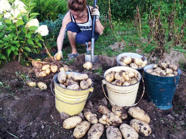 Собрали урожай в прошлом году