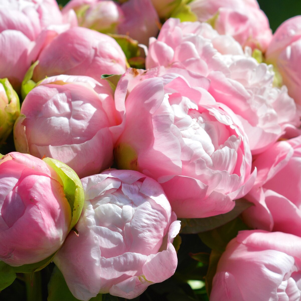 Розовые пионы из Голландии