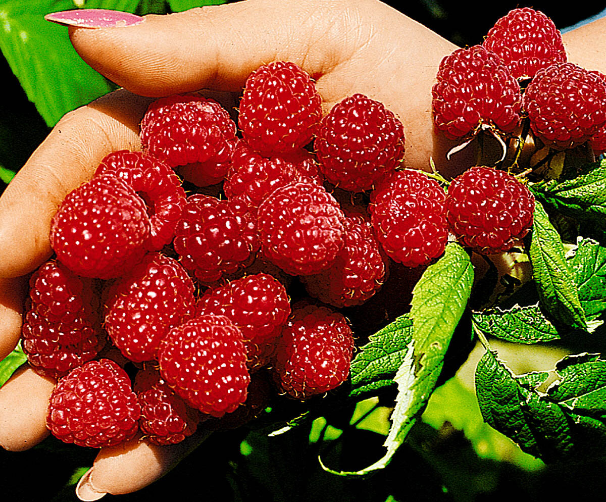 Фото с сайта https://yandex.ru/images