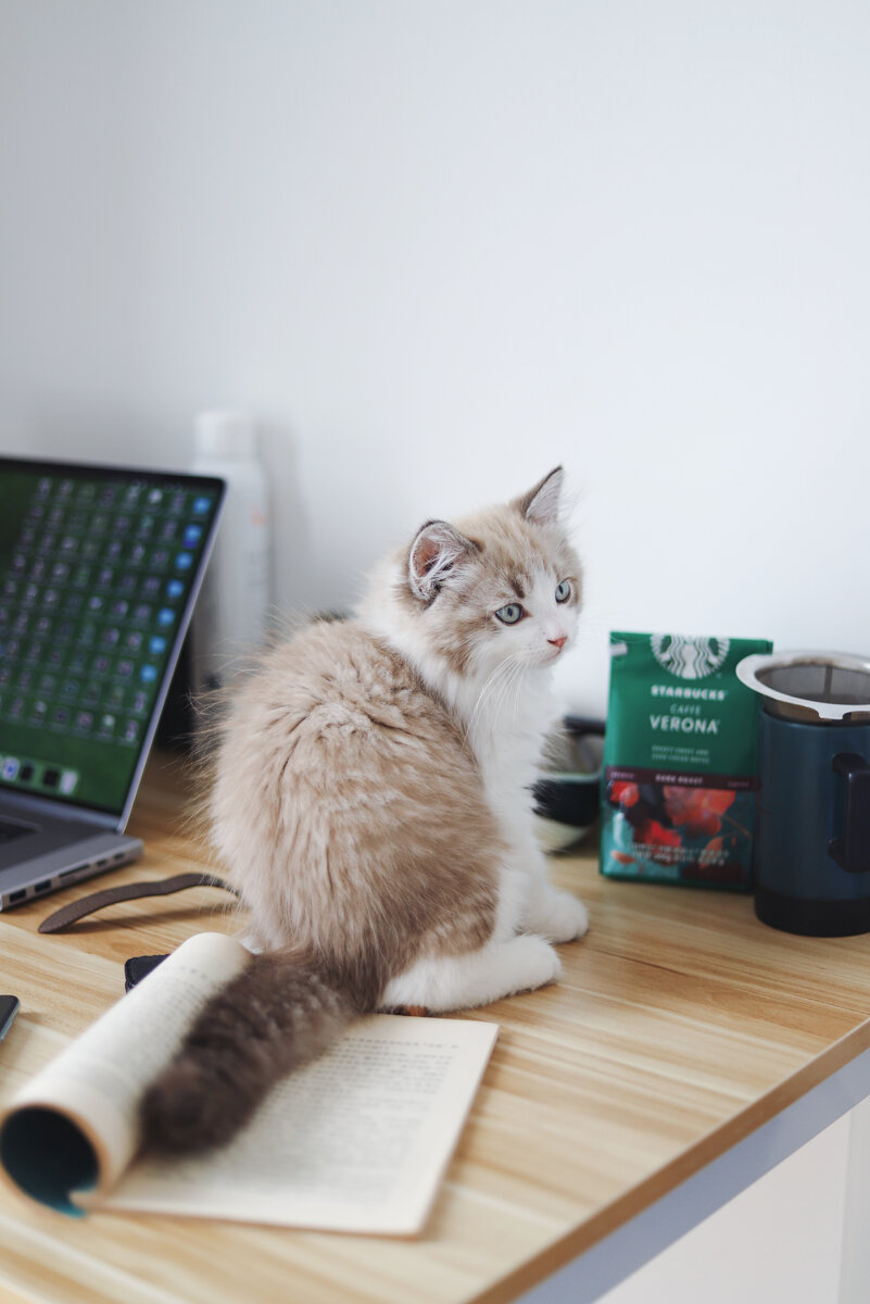 Больше котов у меня на канале - подписывайся ;)