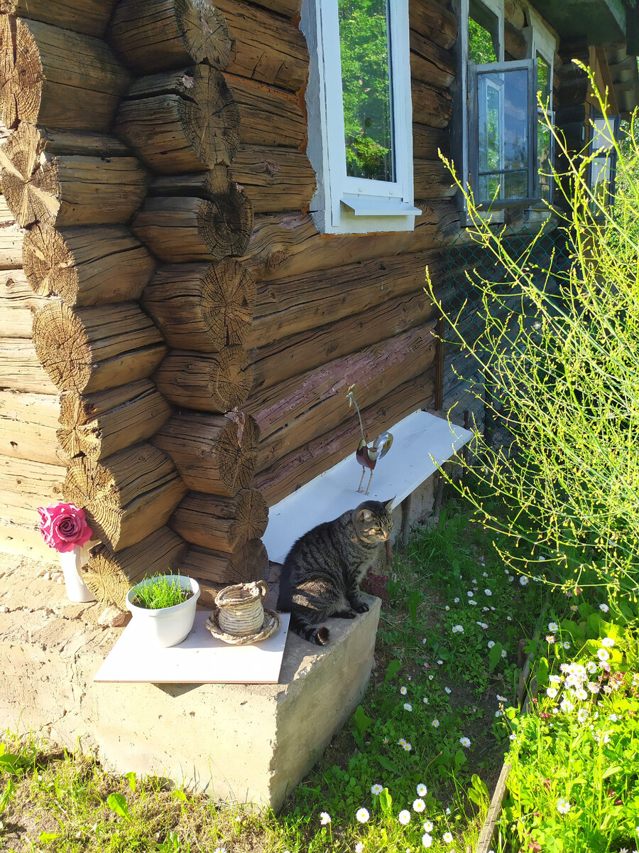 Кто встречает на завалинке? Ну какой же деревенский дом, да без кошки... Фото из личного архива. 