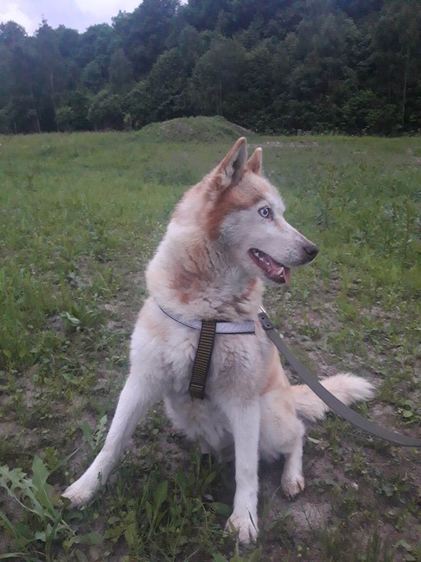 Лекса