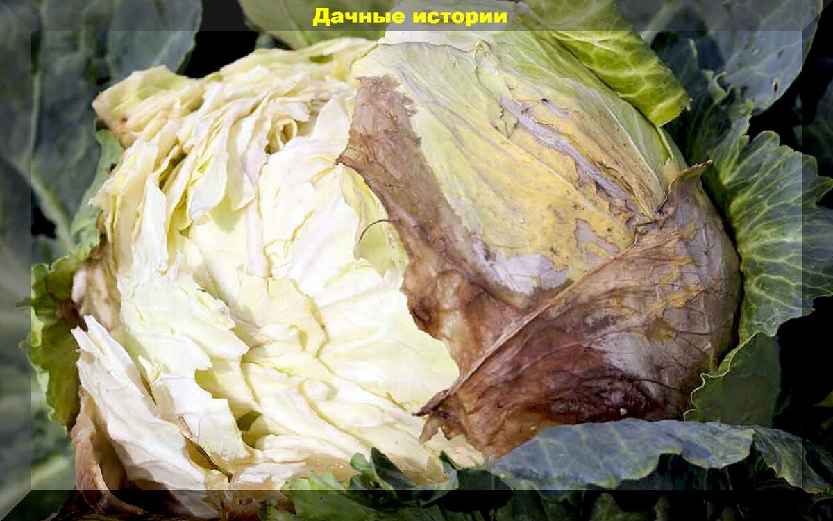 Бактериоз на капусте фото и борьба Капуста гниет, не завязывает кочаны, поражается вредителями. Оперативно решаем э