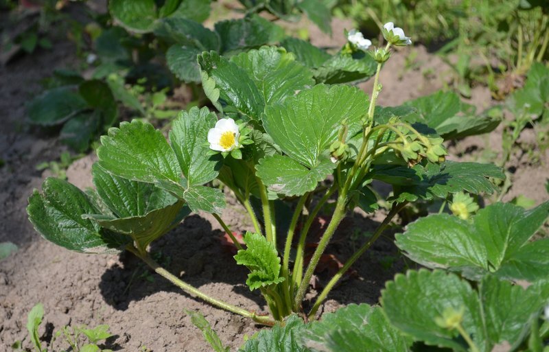 Клубника сорт "Азия".