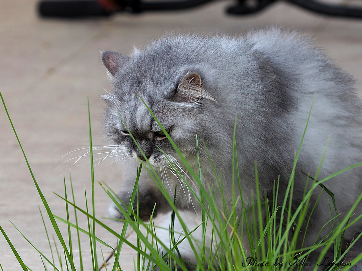 Фото автора