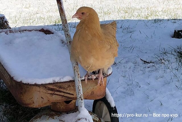 Как подготовить курятник зимой: освещение, утепление, перепланировка