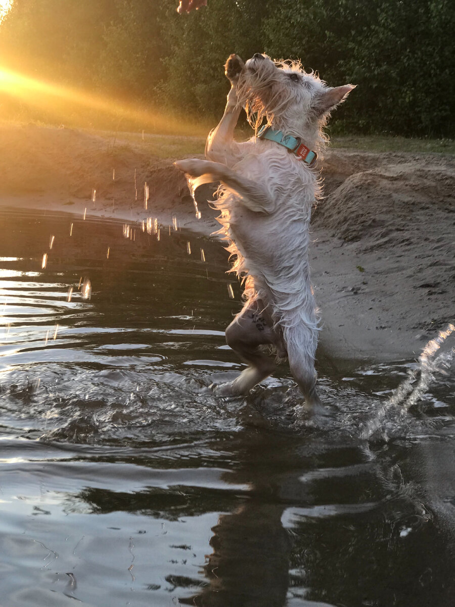 Любимый ошейник для водных процедур 🌊 