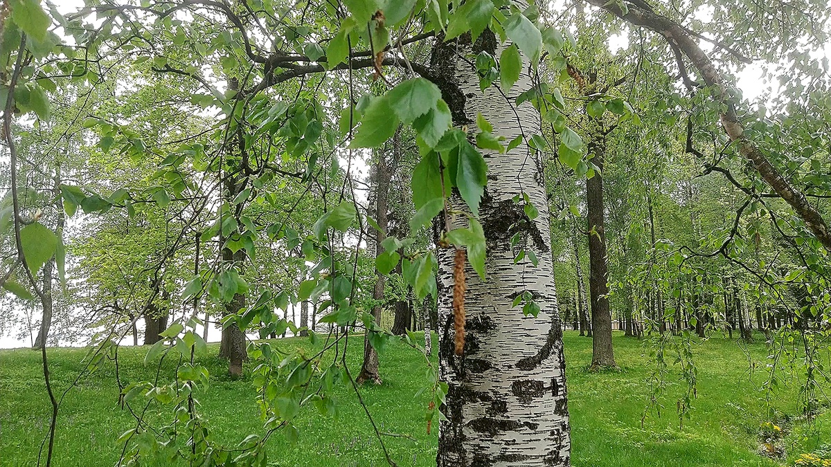 Берёза весной. Фото автора.