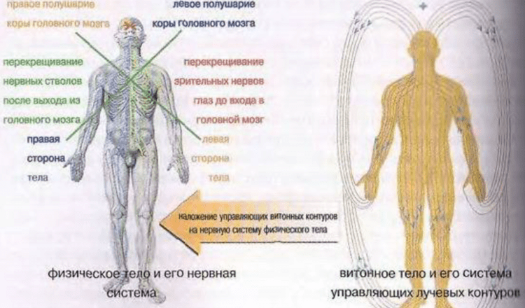 Принимающая сторона тела