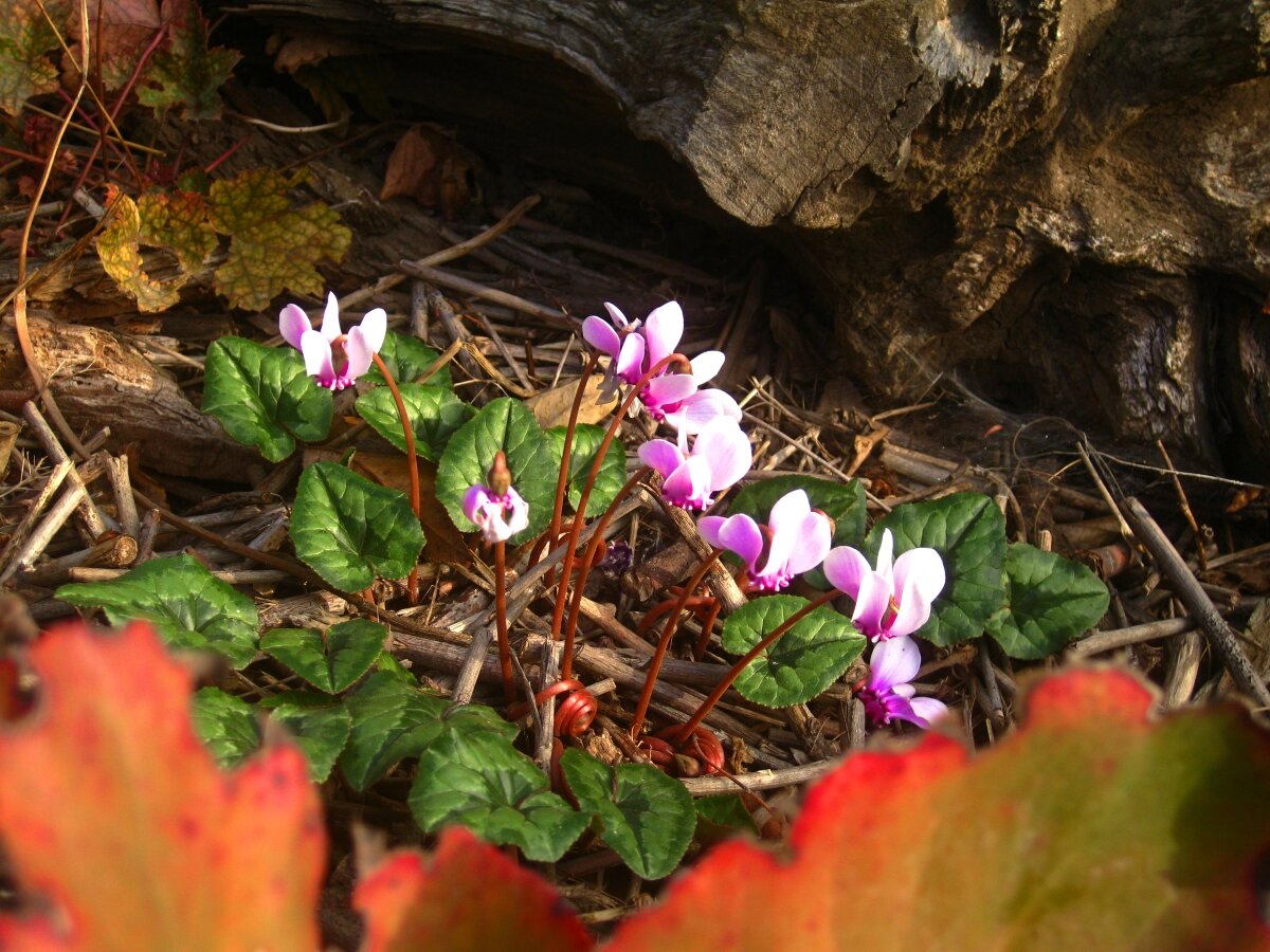 Осенние цикламены