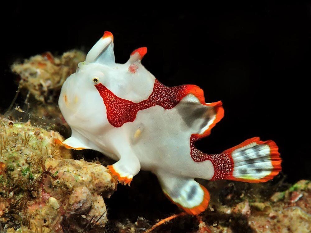 Antennarius maculatus