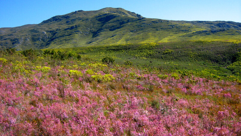 Растительный покров гор. Капская область ЮАР. Финбош в ЮАР.