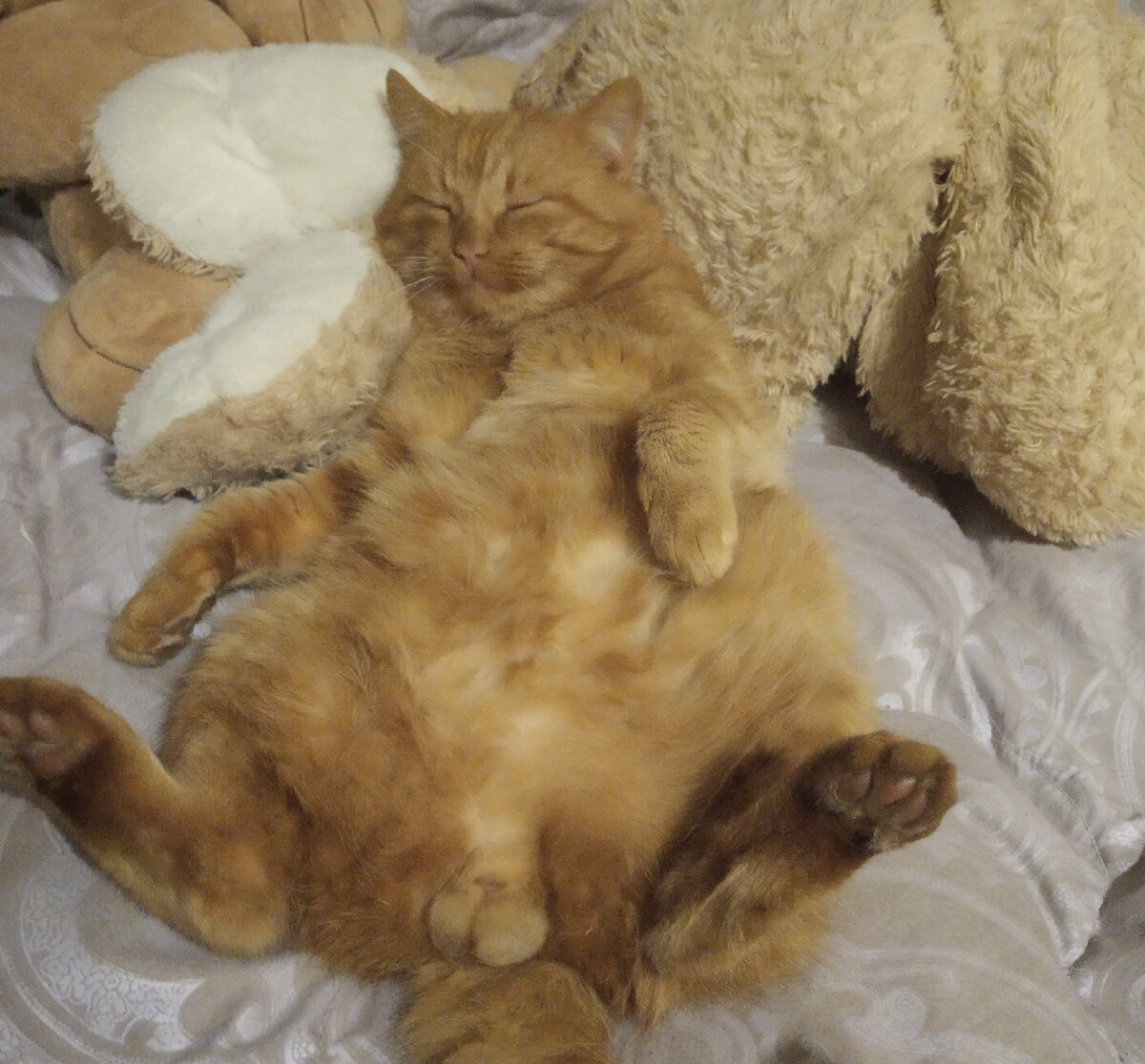 "Чтоб нас от депрессий лечили они, вот для чего "прилетают" коты!"