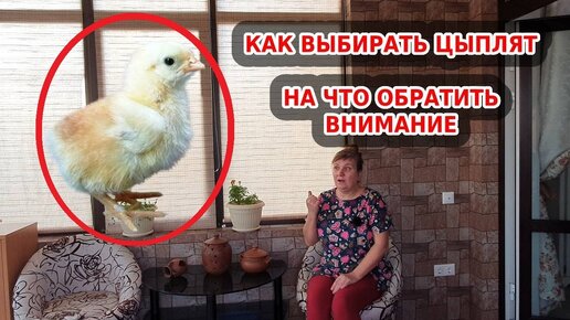 Как определить пол цыплёнка?