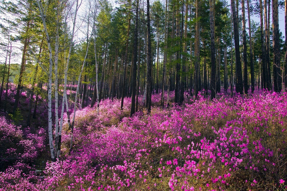 Что такое растительность. Забайкальский багульник (рододендрон Даурский). Багульник рододендрон Амурский. Рододендрон Даурский Забайкалье. Багульник рододендрон Забайкальский.