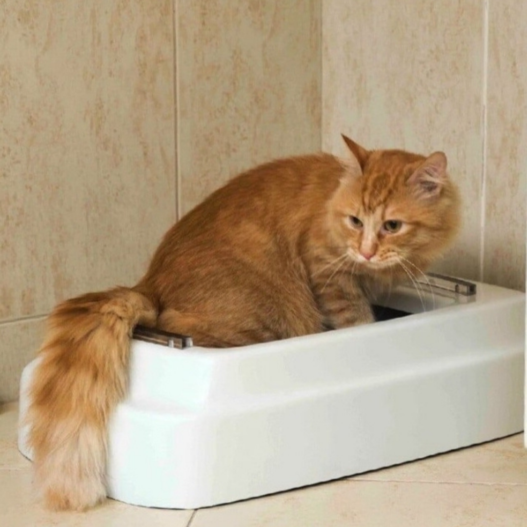Flushed Cat. Как приучить кошку к лотку если она везде гадит. Кот пописал не в лоток