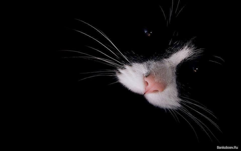 фотография- из открытого доступа социальных сетей. А сам Кот - у меня дома. сейчас спит. 