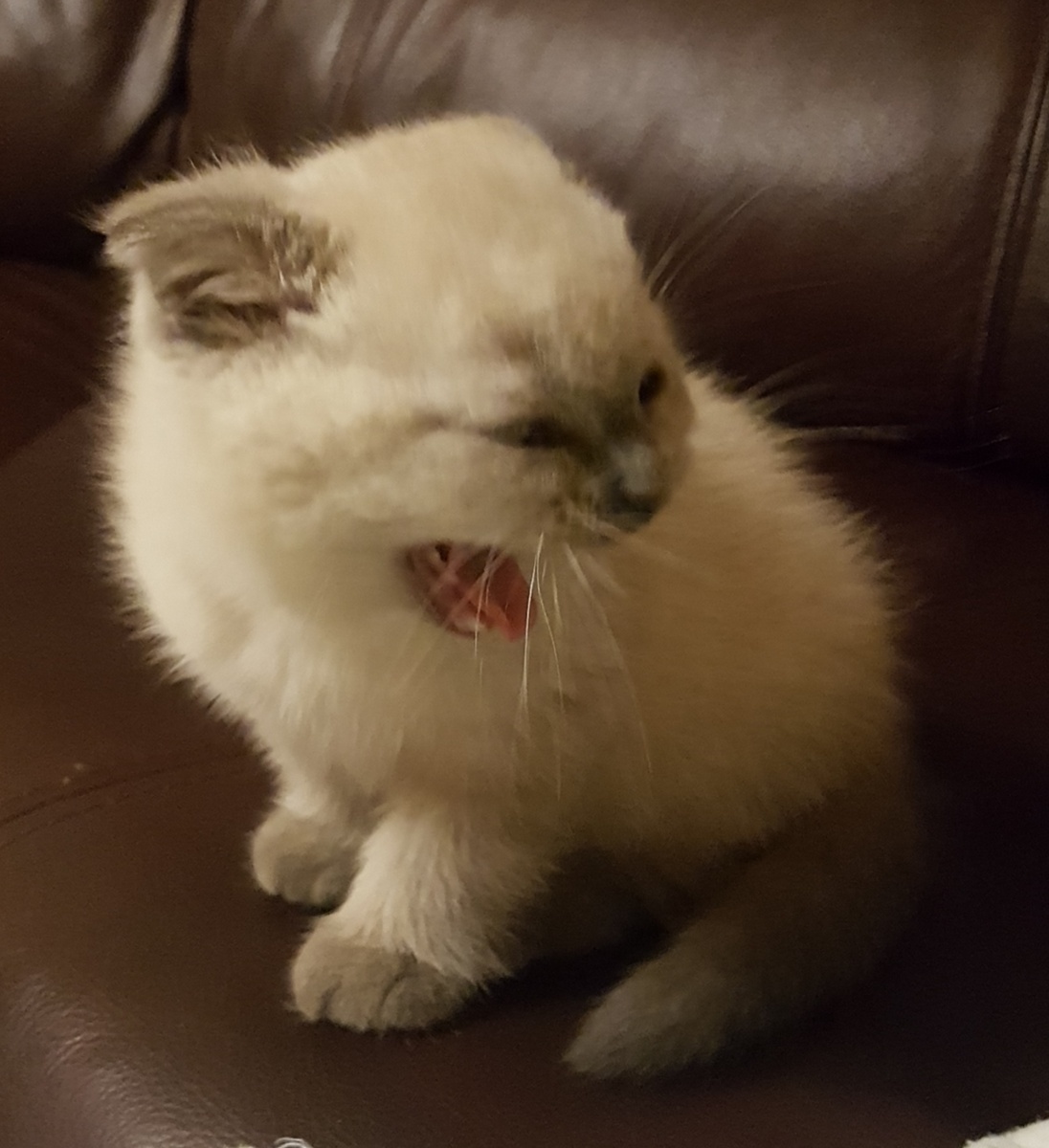 Максик зевает))) а вы что подумали???