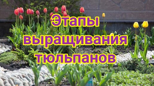 Выращивание тюльпанов для новичков