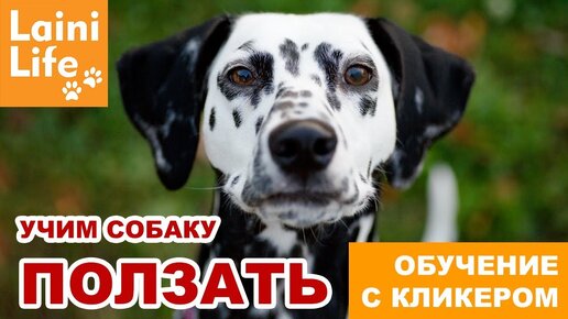 Кликер для собак