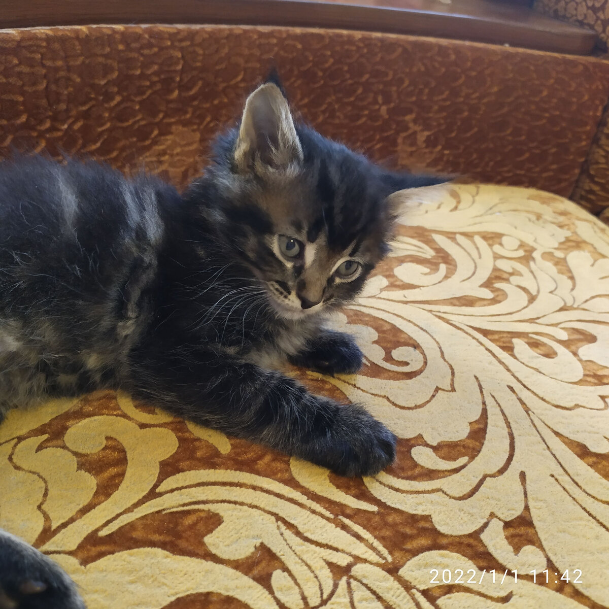 Фото из личного архива. Подарочный котёнок по имени Тим.