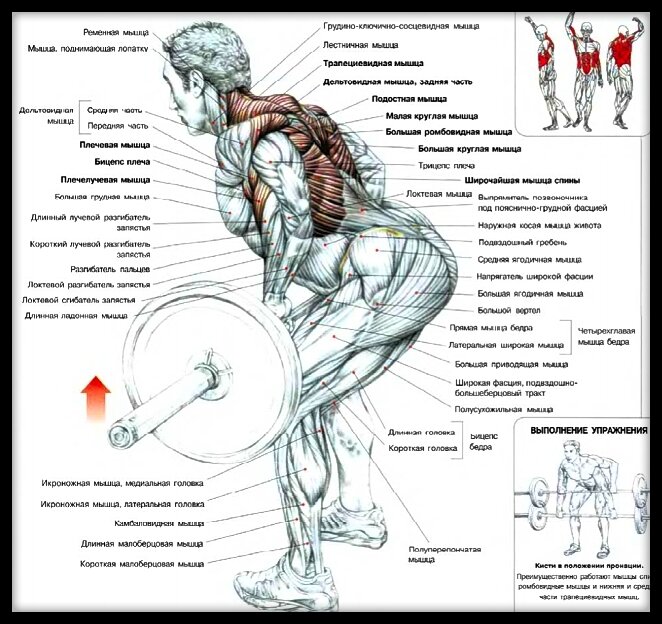 Тяга штанги в наклоне к поясу хватом сверху. Схема взята из учебника Ф. Дэлавье "Анатомия силовых упражнений".