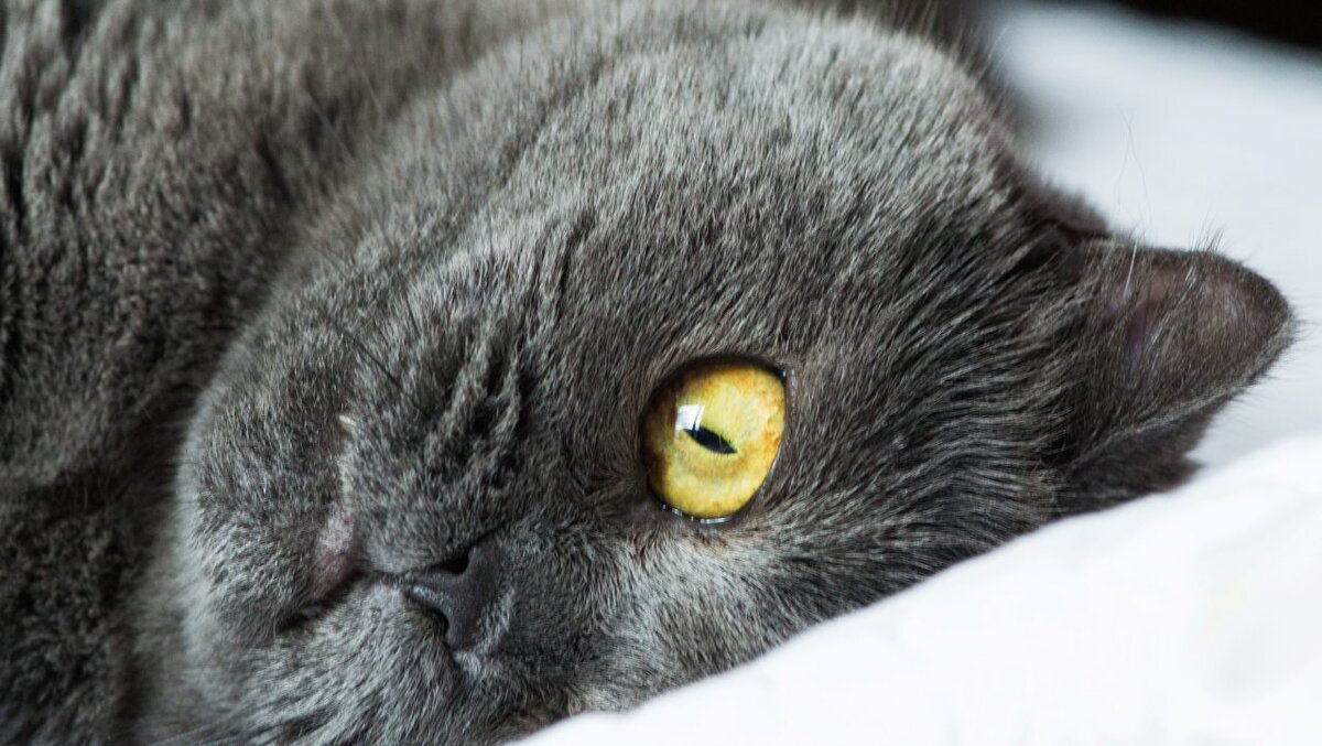 5 распространенных заблуждений о кошках: разоблачение стереотипов