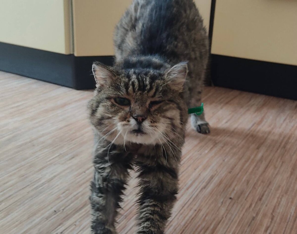 Шульц явно становится всё лучше. Его аппетит повышается, а с ним и увлеченность жизнью. 