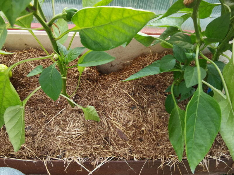 Перец. Иллюстрация для статьи используется по стандартной лицензии ©dachnyedela.ru