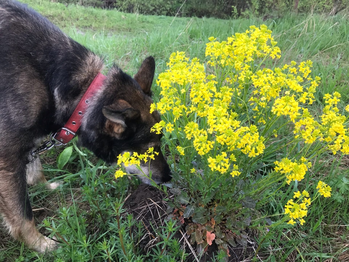 Малыш ищет нужную травку