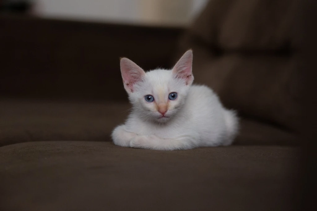 Когда и почему у котят меняется цвет глаз?