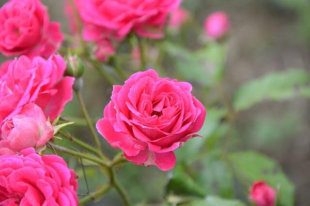 Плетистая роза: какое выбрать место на участке и в чем особенность ухода.