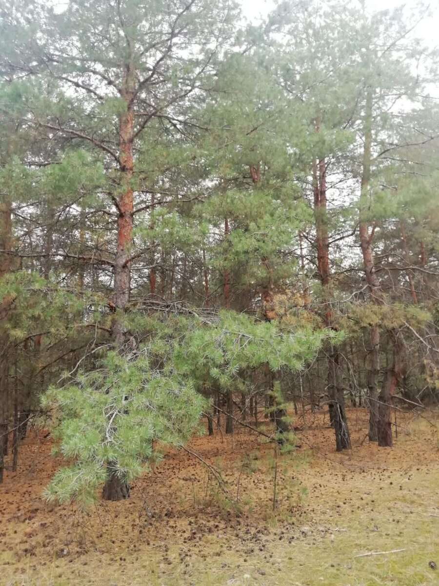 Наконец-то лес.