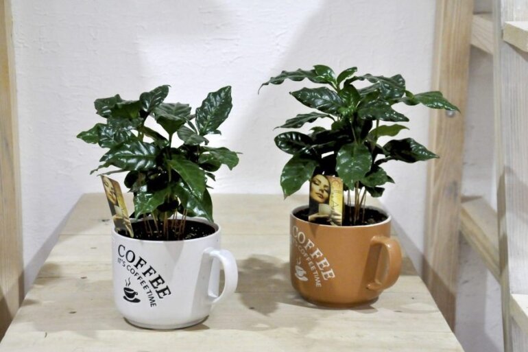 Проект о том как делать кофейное дерево. Сувенирные поделки из кофе