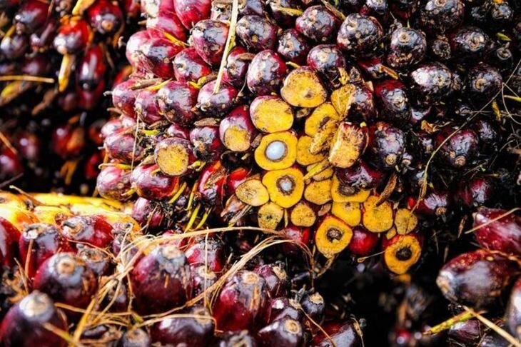    В мире будет больше пальмового масла