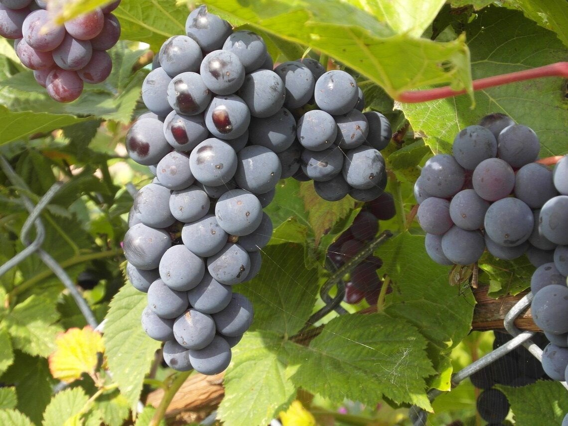 Виноград в огороде