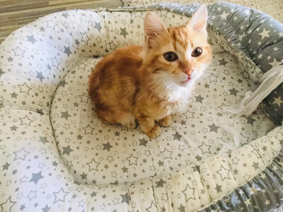 Купила Басме лежаночку, поставила возле камина. В общем, выходила я котёнка. 