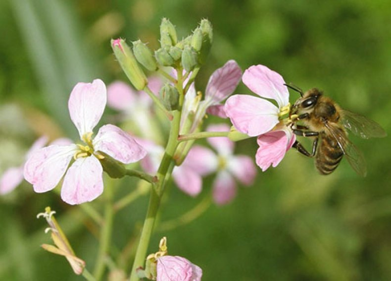 редька масленичная