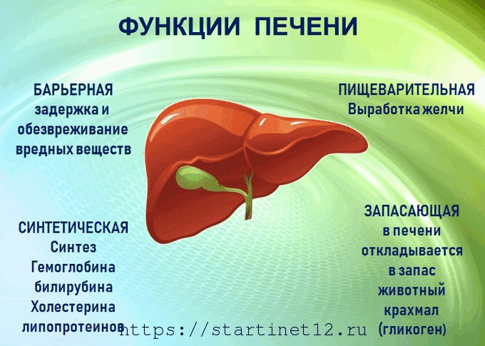 Функции печени анатомия. Печень человека функции в организме человека. Печень орган в организме человека. Функции печени печени.