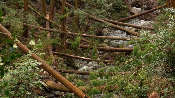   CC BY 2.0 / Daniel Ramirez / Daniel RamirezFollow Fallen trees due to Typhoon 21