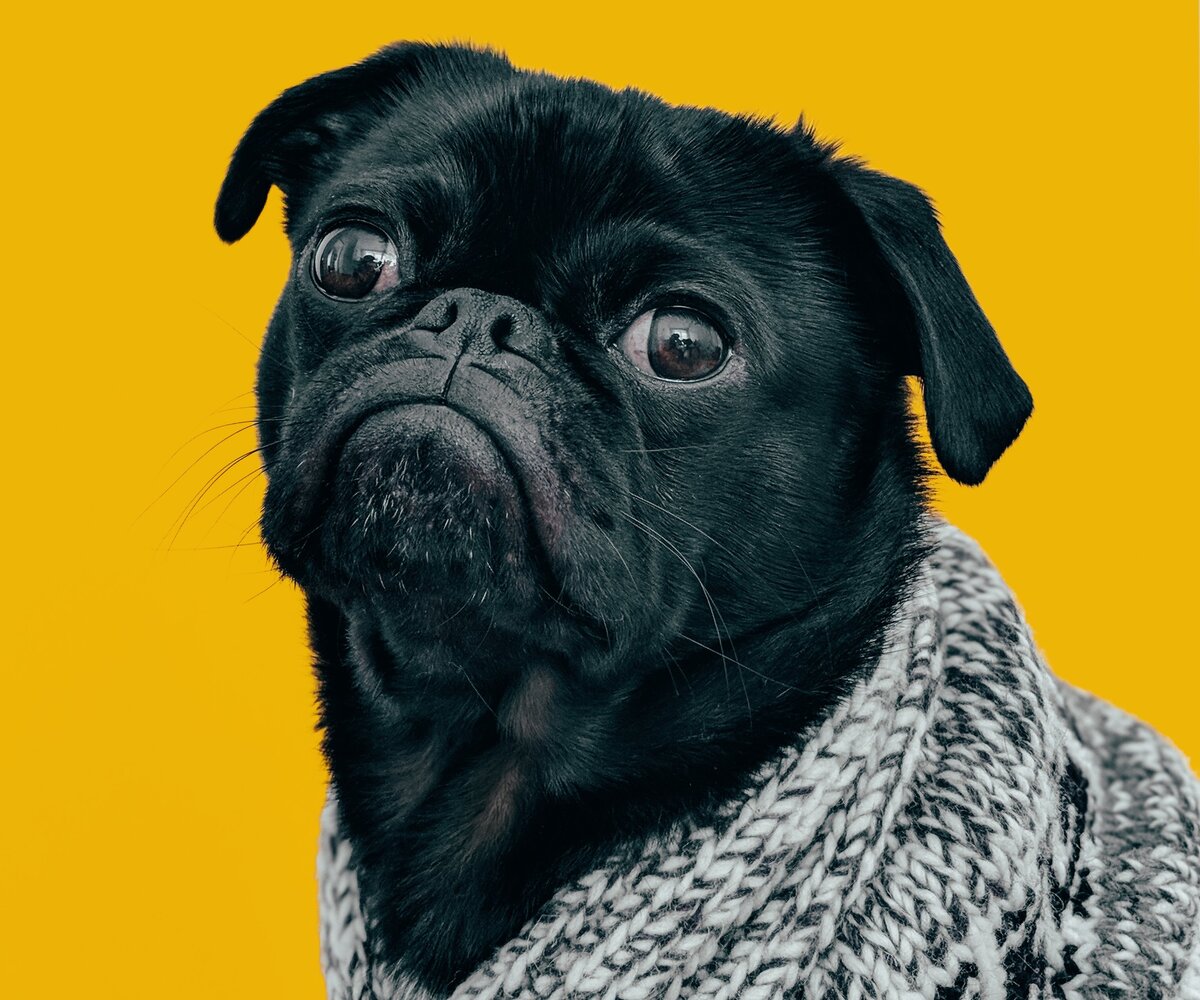     Как понять, что собаку такой породы тебе лучше не заводить: объясняют звёздный дрессировщик и ветеринар