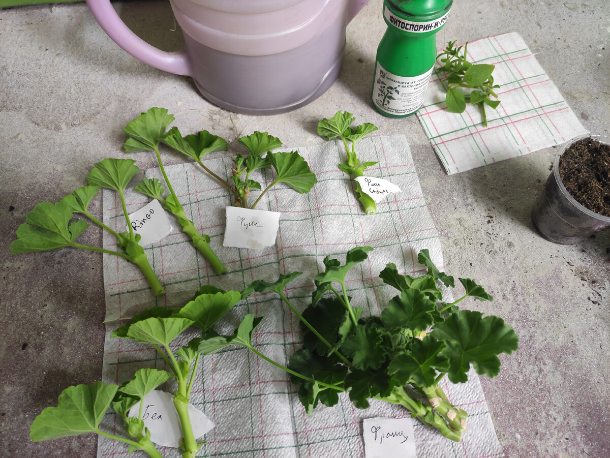 Лежат, сохнут... 